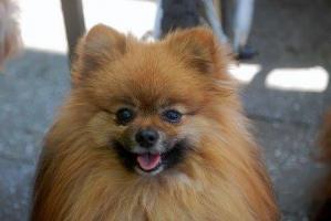 Eleveur spitz nain