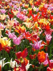 floralies1.jpg