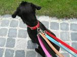 laisses-chiens.jpg