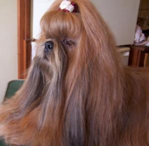 shihtzu-maison-charlotte.jpg