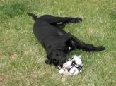 zorro-ballon.jpg