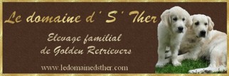 les golden retrievers du domaine d’S’Ther